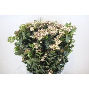 Viburnum Blooming White P Bunch