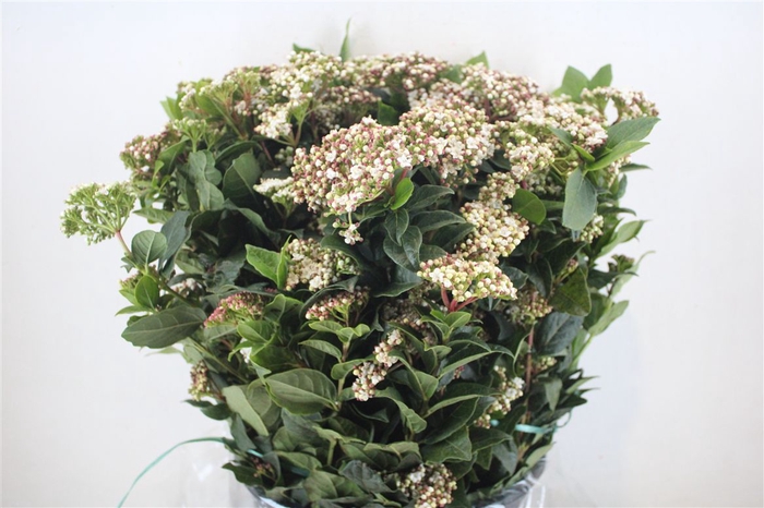 <h4>Viburnum Blooming White P Bunch</h4>