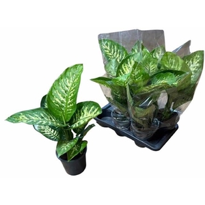 DIEFF SE TROPIC SNOW