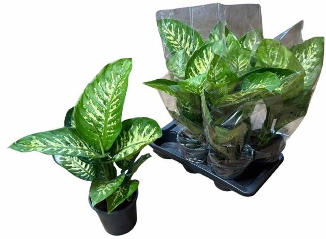 <h4>DIEFF SE TROPIC SNOW</h4>