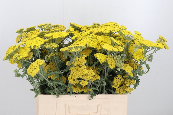 <h4>Achillea Moonshine</h4>