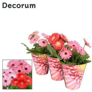 Gerbera 2+ bl. 12cm rose (diverse kleurtinten)potcover Decorum