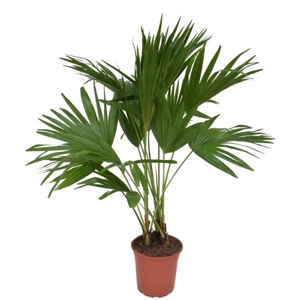 <h4>Livistona rotundifolia P24</h4>