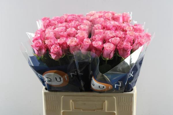 <h4>R Gr Ramonda L 60</h4>