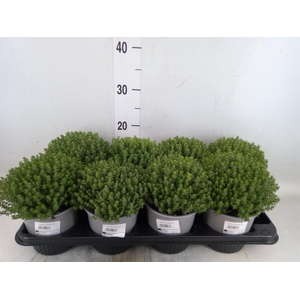 Thymus vulgaris 'Compactus'