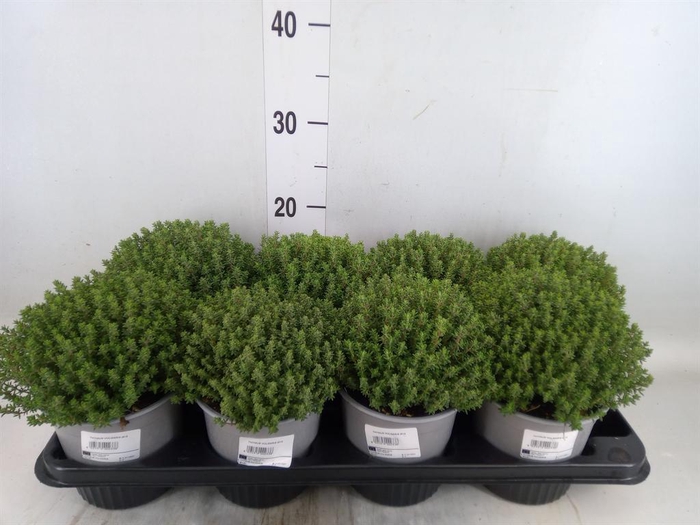 <h4>Thymus vulgaris 'Compactus'</h4>