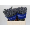Eryngium Blue Dynamite