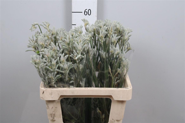 <h4>Anigoz Bush Diamond</h4>