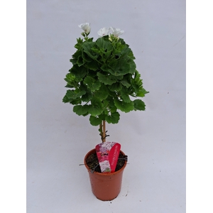 Pelargonium Grandiflorum op stam wit