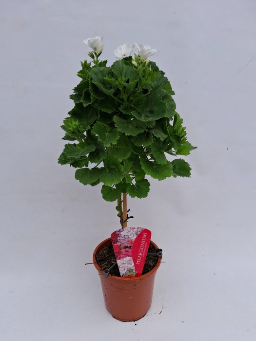 <h4>Pelargonium Grandiflorum op stam wit</h4>