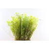 Dried Lunaria Apple Green 90cm P Bunch