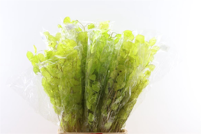 <h4>Dried Lunaria Apple Green 90cm P Bunch</h4>