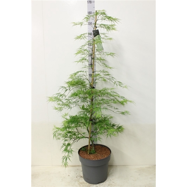 <h4>Acer palmatum 'Dissectum' P32 potgekweekt</h4>