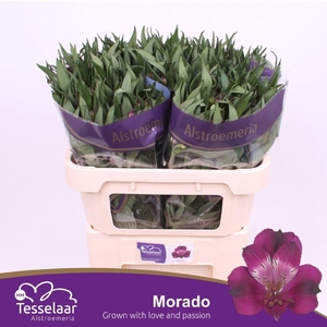 Alstr Morado