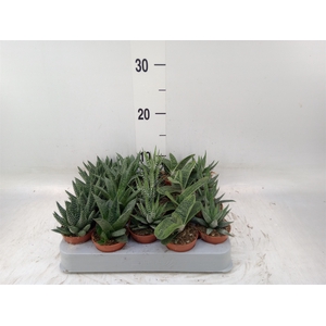 Aloe   ...mix