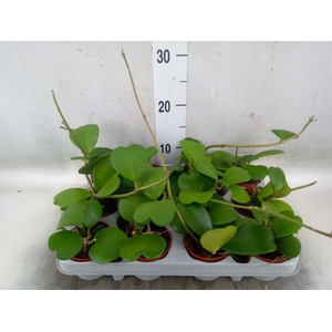 Hoya kerrii