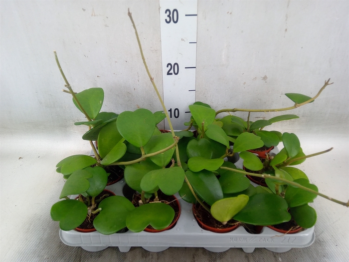 <h4>Hoya kerrii</h4>