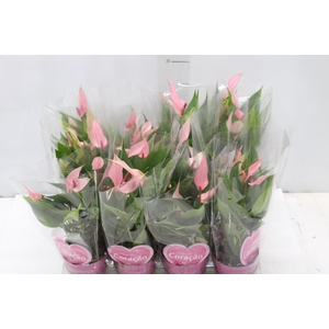 ANTHURIUM LILLI P09 PREMIUM
