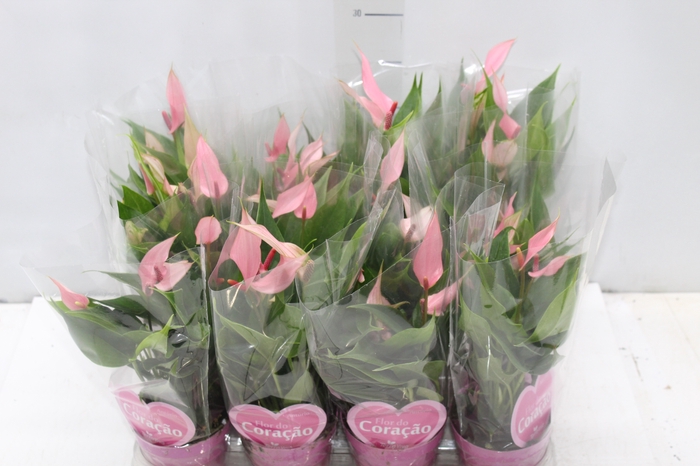 <h4>ANTHURIUM LILLI P09 PREMIUM</h4>