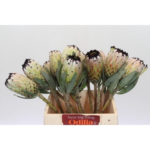 Protea Niobe