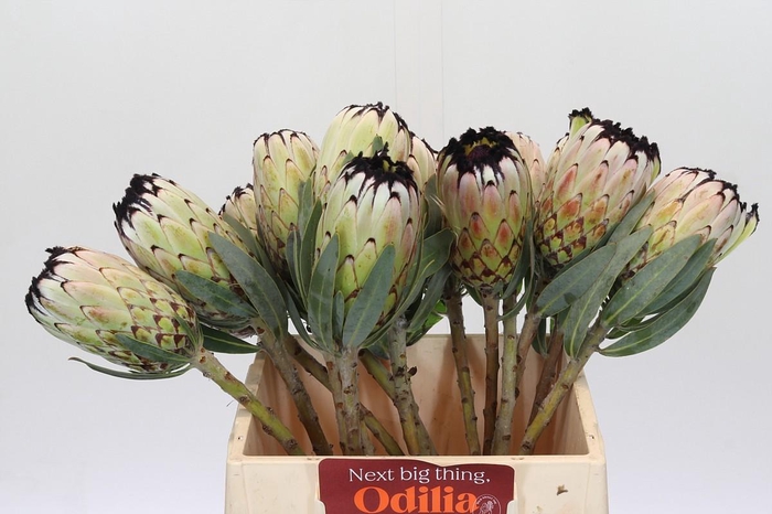 <h4>Protea Niobe</h4>