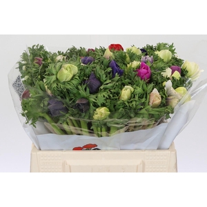 Anemone Galil Rainbow