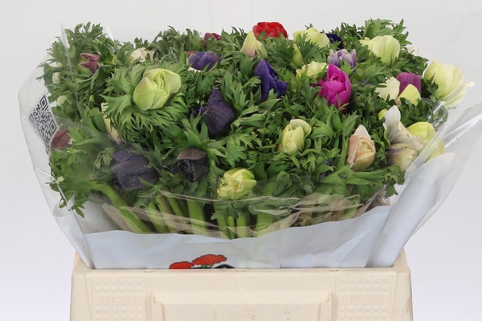 <h4>Anemone Galil Rainbow</h4>