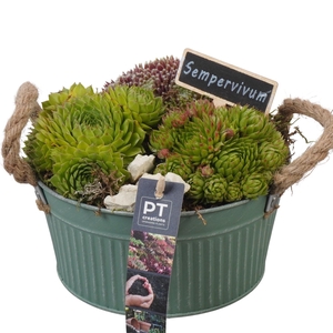 PTS7355 Arrangement Sempervivum in metalen pot