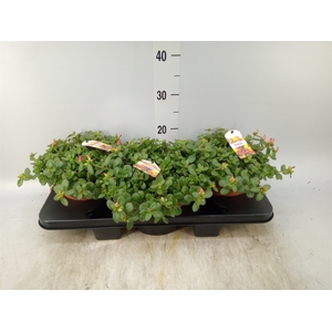 Portulaca   ...