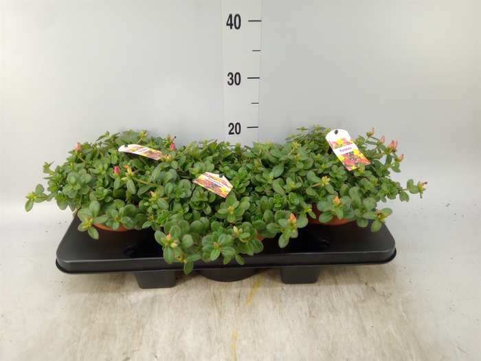 <h4>Portulaca   ...</h4>