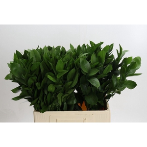 Ruscus aculeatus   ...groot blad