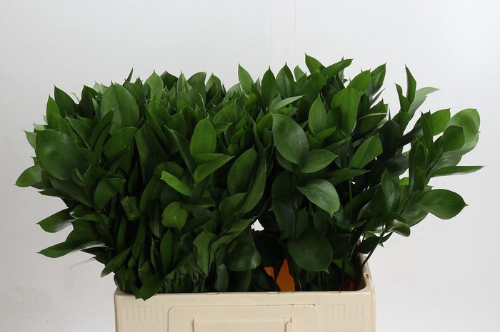 <h4>Ruscus aculeatus   ...groot blad</h4>