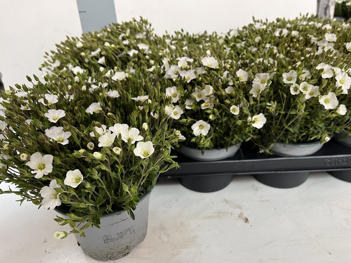 <h4>AREN MONTANA</h4>