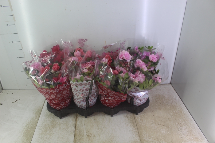 <h4>AZALEIA P14</h4>