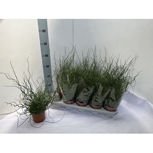 JUNCUS EF SPIRALIS
