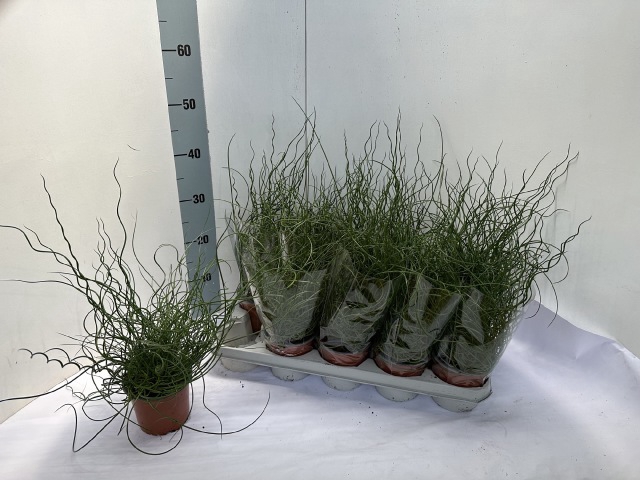 JUNCUS EF SPIRALIS
