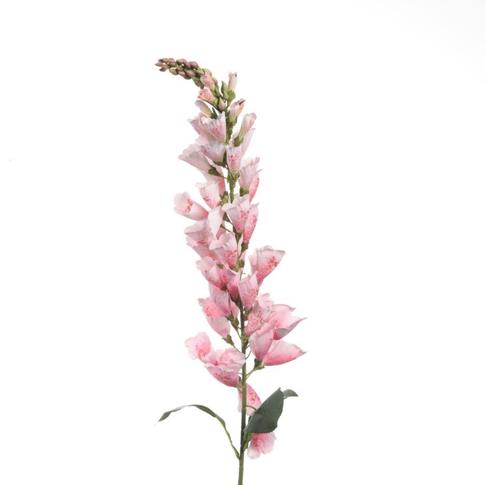 <h4>AF Digitalis L109cm L.Pink</h4>