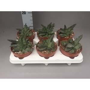 Gasteria grijs