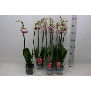 PHAL OV