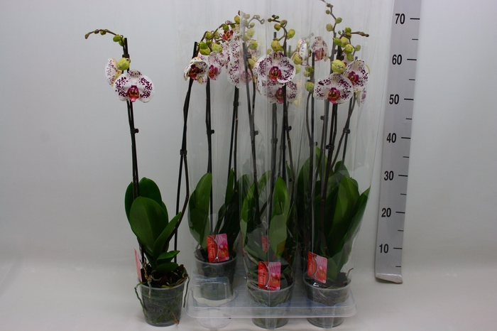 <h4>PHAL OV</h4>