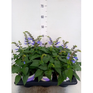 Salvia  'Salgoon Lake Como'