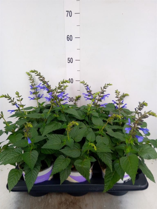 <h4>Salvia  'Salgoon Lake Como'</h4>