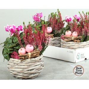 ARR TUINPLANTEN