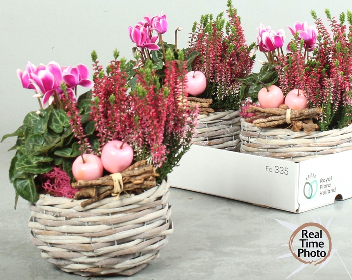 <h4>ARR TUINPLANTEN</h4>