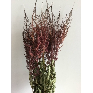 DRIED FLOWERS - ASTILBE ERIKA