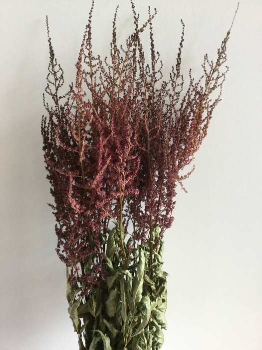 DRIED FLOWERS - ASTILBE ERIKA