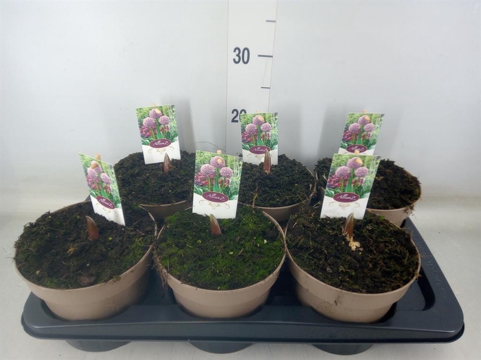 <h4>Allium   ...</h4>