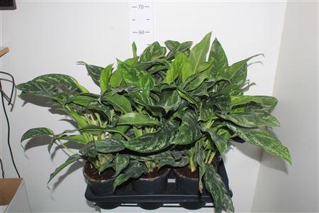 <h4>Aglao Silver Splash</h4>