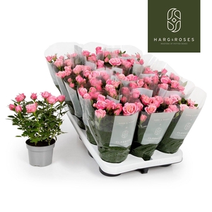 ROSA KORDANA FLIRT