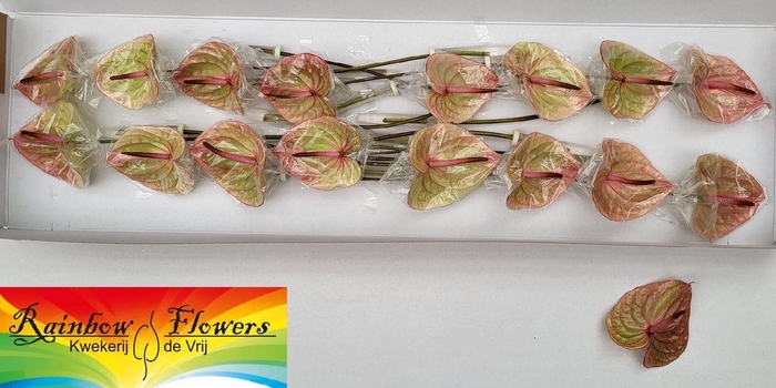 <h4>ANTH A MARIJKE</h4>